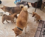 Small Photo #8 Shiba Inu Puppy For Sale in WELLINGTON, FL, USA