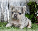 Small French Bulldog