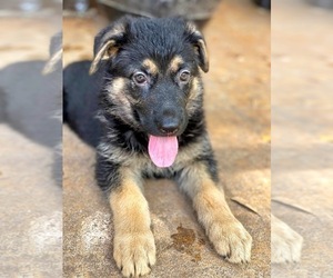 Medium German Shepherd Dog