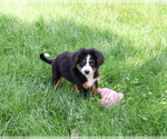 Small #6 Bernese Mountain Dog