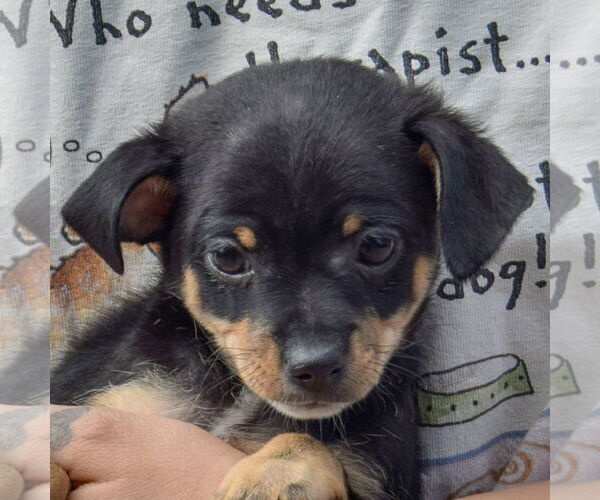 Medium Photo #6 Chipin Puppy For Sale in Huntley, IL, USA