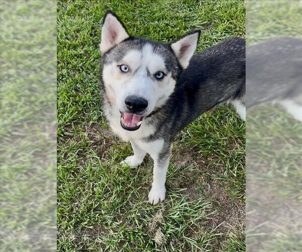 Medium Photo #2 - Mix Puppy For Sale in Conroe, TX, USA