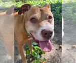 Small #1 American Pit Bull Terrier
