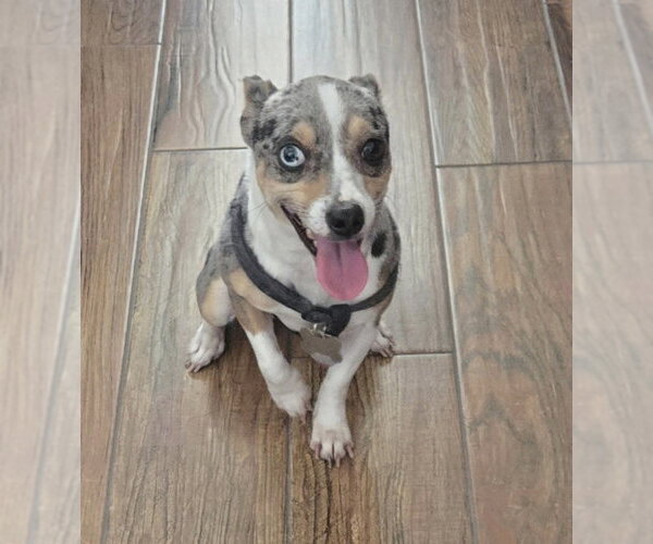 Medium Photo #4 Rat Terrier-Unknown Mix Puppy For Sale in Sanford, FL, USA