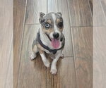 Small #3 Rat Terrier Mix