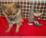 Small #3 Pomeranian