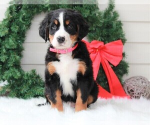 Bernese Mountain Dog Puppy for sale in APPLE CREEK, OH, USA