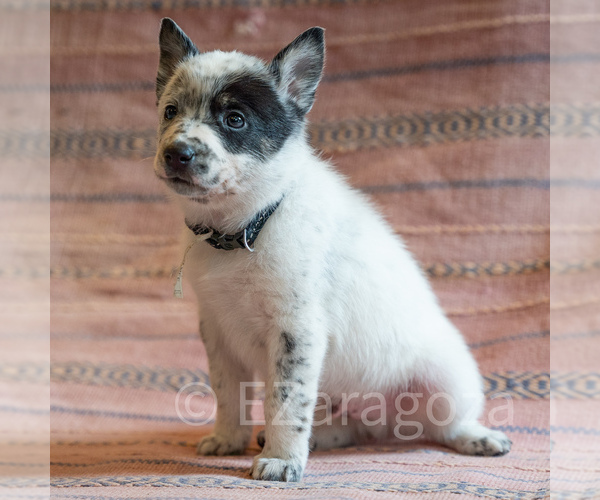 Medium Photo #2 Cowboy Corgi Puppy For Sale in HOPKINSVILLE, KY, USA