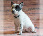 Small Photo #2 Cowboy Corgi Puppy For Sale in HOPKINSVILLE, KY, USA