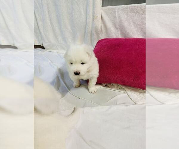 Medium Photo #22 Samoyed Puppy For Sale in DALY CITY, CA, USA