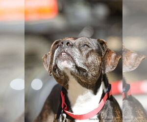 Mutt Dogs for adoption in  Gainesville, FL, USA