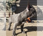 Small Photo #10 French Bulldog Puppy For Sale in KENDALL PARK, NJ, USA