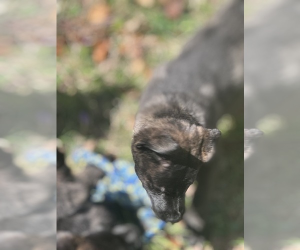 Medium Photo #5 German Malinois Puppy For Sale in WILMINGTON, DE, USA