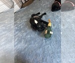 Small #13 Frenchie Pug