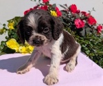 Puppy Tripp Cocker Spaniel