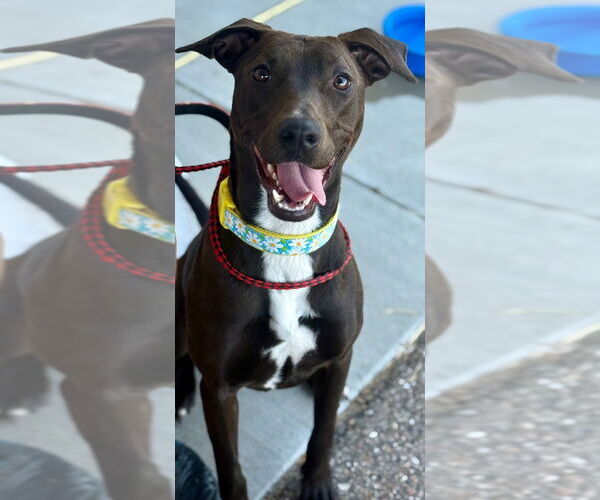 Medium Photo #8 Mutt Puppy For Sale in Great Bend, KS, USA