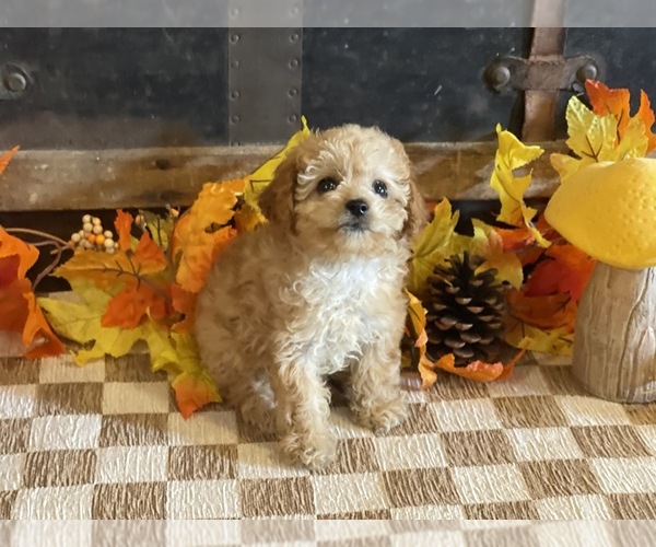 Medium Photo #1 Cavapoo (Miniature) Puppy For Sale in FULTON, KS, USA