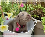 Small Photo #25 Labrador Retriever Puppy For Sale in HARLEM, GA, USA