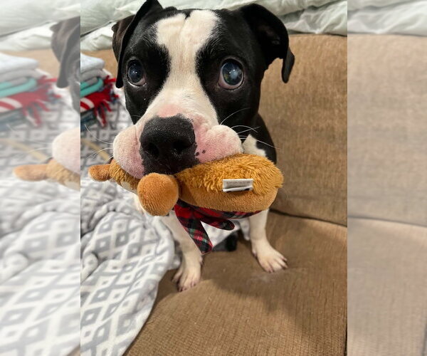Medium Photo #2 Bull-Boxer Puppy For Sale in Springdale, PA, USA