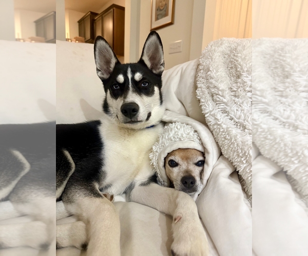 Medium Photo #3 Siberian Husky-Unknown Mix Puppy For Sale in Holly Springs, NC, USA