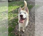 Small #7 Siberian Husky Mix