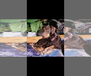 Doberman Pinscher Dogs for adoption in Buffalo, MN, USA