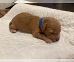 Puppy Big Sam AKC Dachshund