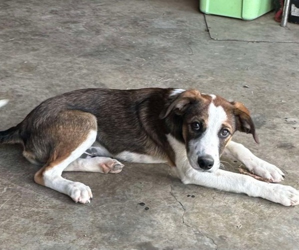 Medium Photo #2 --Unknown Mix Puppy For Sale in UNION, WV, USA