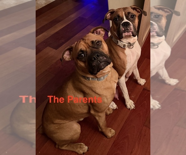Medium Photo #1 Boxer Puppy For Sale in NEWBERG, OR, USA