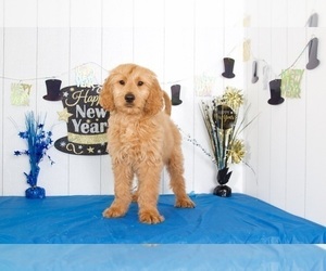 Goldendoodle Puppy for sale in MOUNT VERNON, OH, USA
