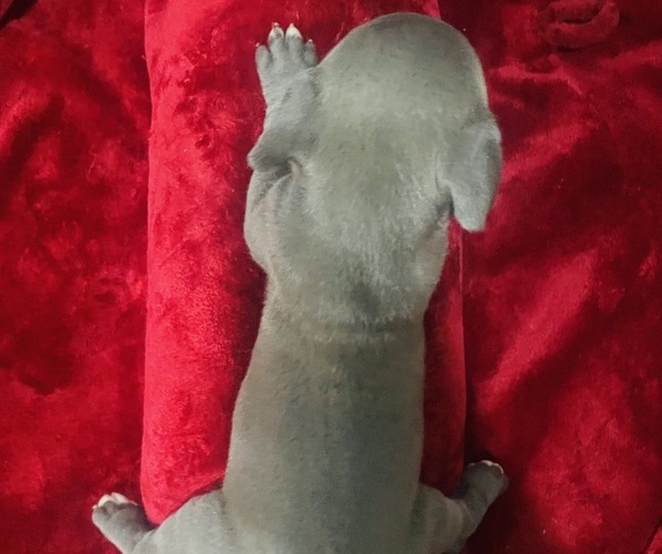 Medium Photo #5 American Pit Bull Terrier Puppy For Sale in TRENTON, NJ, USA