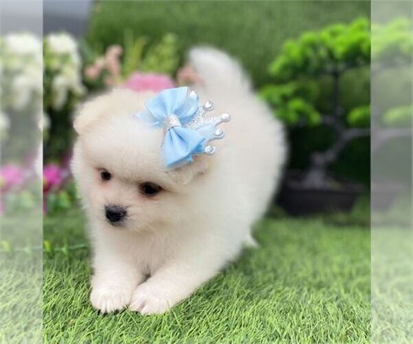 Medium Photo #2 Pomeranian Puppy For Sale in WEST PALM BEACH, FL, USA