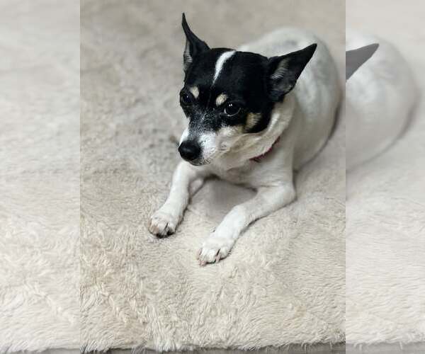 Medium Photo #8 Rat Terrier Puppy For Sale in New London, WI, USA