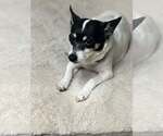 Small #7 Rat Terrier
