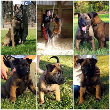 Medium Photo #1 Belgian Malinois Puppy For Sale in RICHLANDS, NC, USA