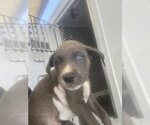 Small Mutt