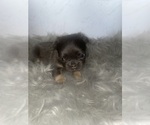 Puppy 12 French Bulldog
