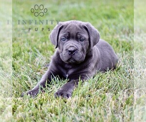 Cane Corso Puppy for sale in LANCASTER, PA, USA