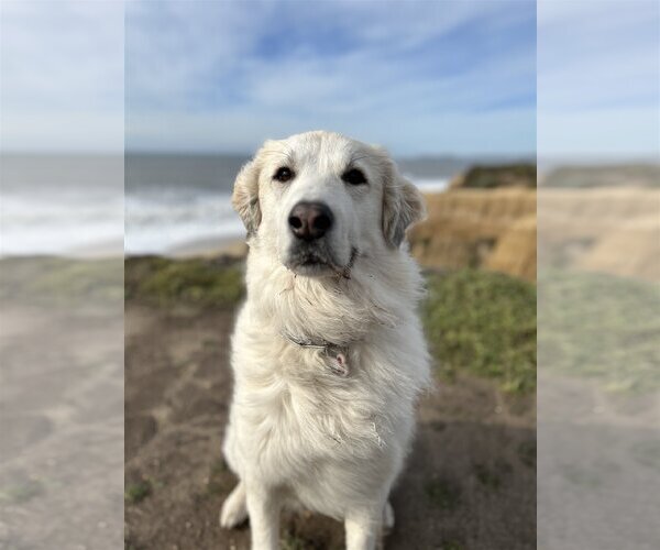 Medium Photo #2 Great Pyrenees Puppy For Sale in Spring, TX, USA