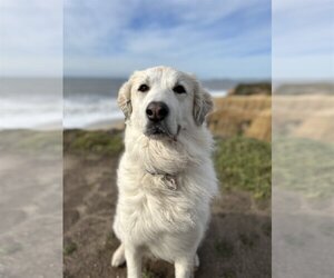 Izzy - Female Great Pyrenees Dog for Adoption - Photo #2