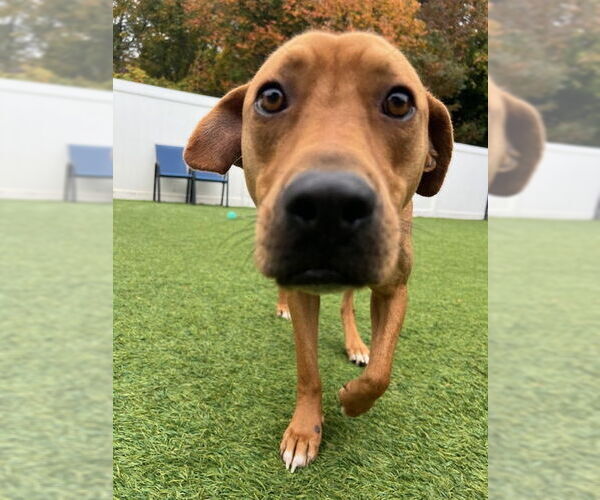 Medium Photo #7 Mutt Puppy For Sale in Woodbury, NY, USA