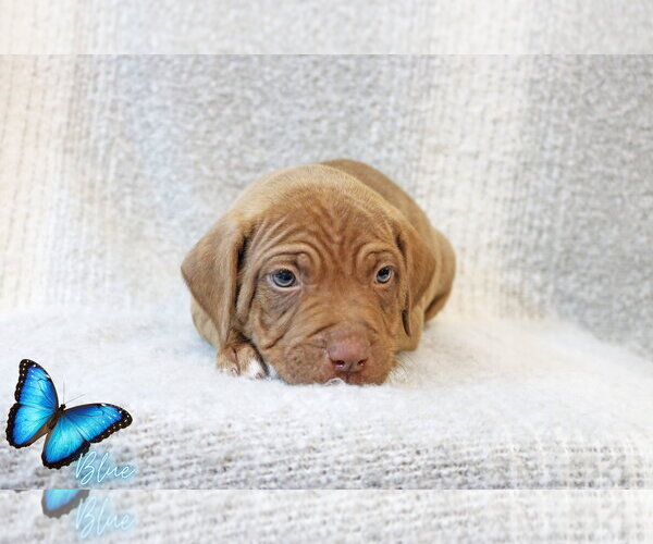 Medium Photo #7 Mutt Puppy For Sale in Wakefield, RI, USA