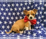 Small Photo #2 Chihuahua Puppy For Sale in MYERSTOWN, PA, USA