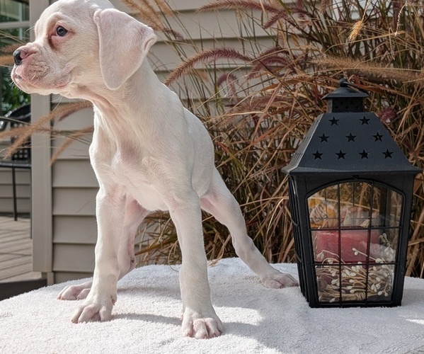 Medium Photo #7 Boxer Puppy For Sale in GOSHEN, IN, USA