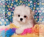 Small #1 Maltese