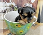 Small #4 Yorkshire Terrier