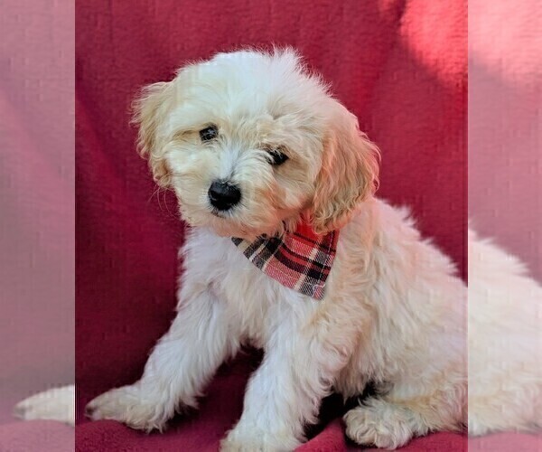 Medium Photo #3 Cavachon Puppy For Sale in LANCASTER, PA, USA