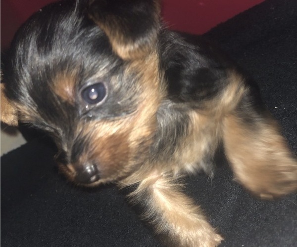 Medium Photo #8 Yorkshire Terrier Puppy For Sale in KISSIMMEE, FL, USA