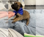Small Photo #185 Belgian Malinois Puppy For Sale in REESEVILLE, WI, USA