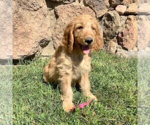 Irish Doodle-Poodle (Standard) Mix Puppy for sale in CANON CITY, CO, USA